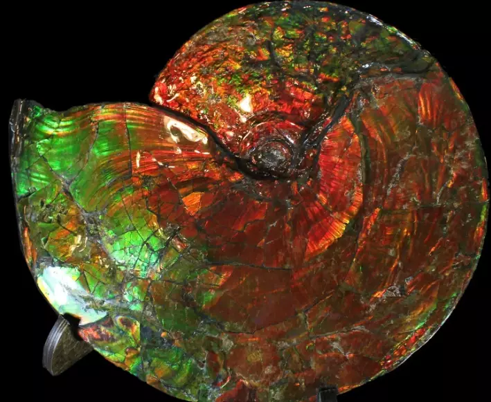how to buy ammolite