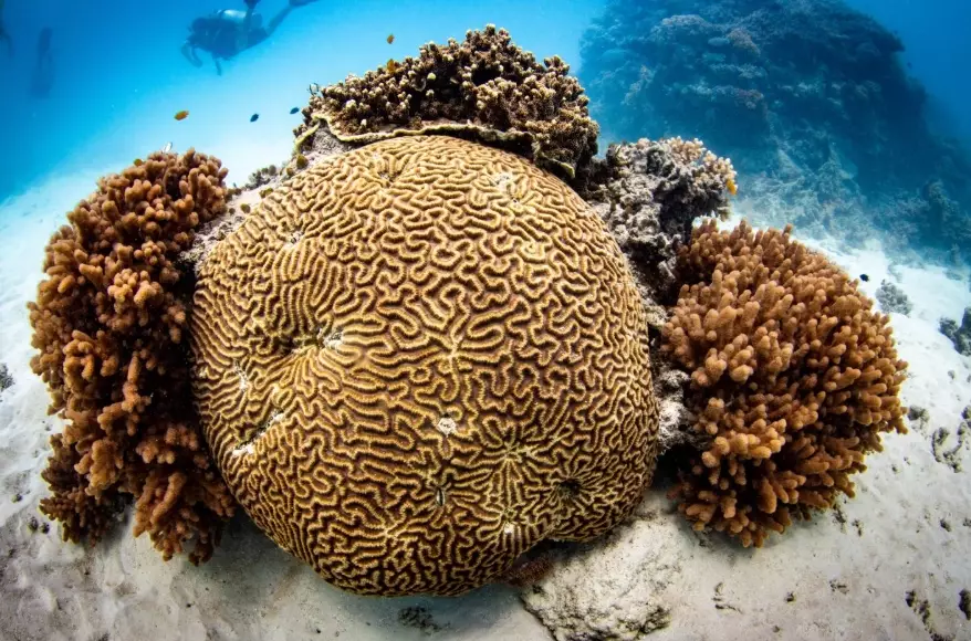 coral conservation