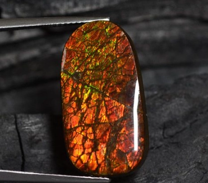 ammolite value