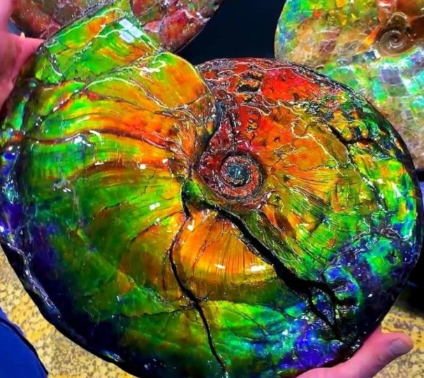 ammolite gemstone
