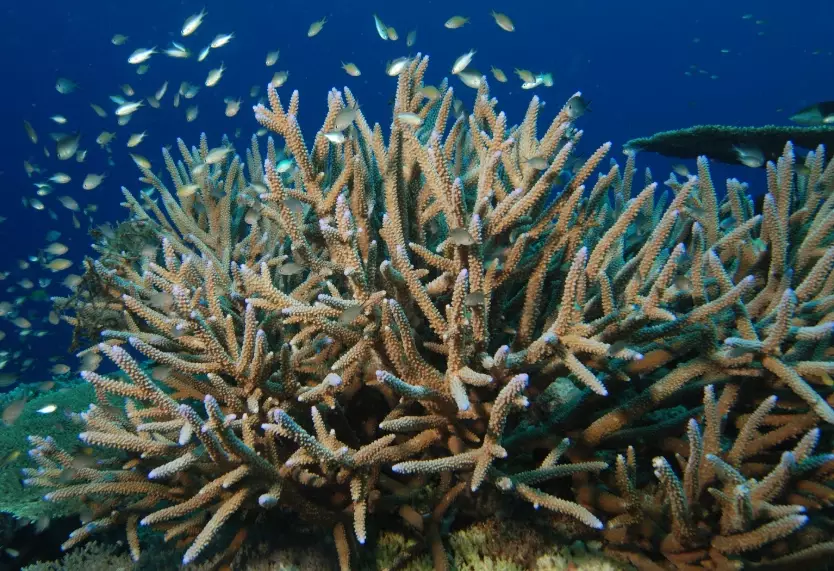 coral bleaching
