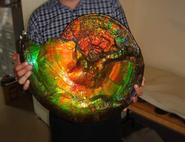 ammolite gemstone