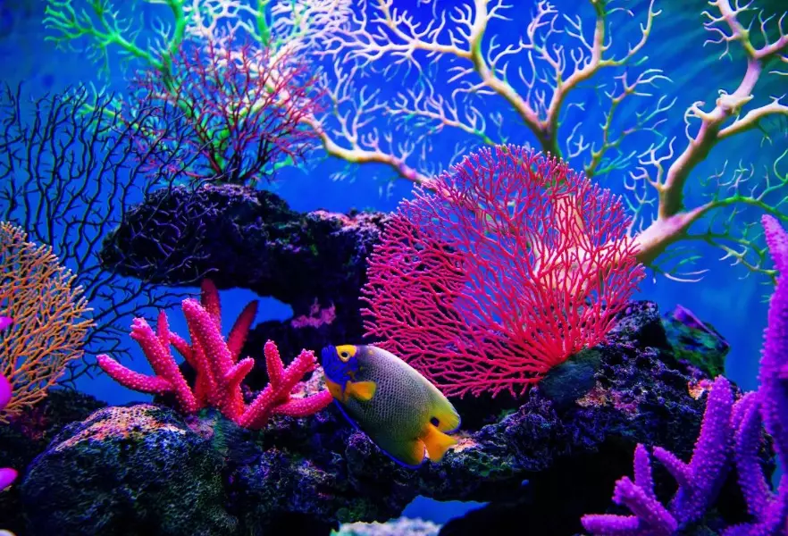 coral reef