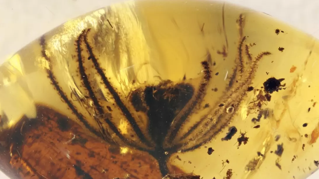 amber metaphysical properties