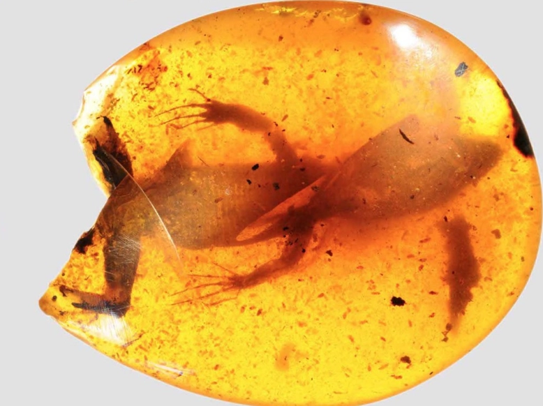 amber hardness