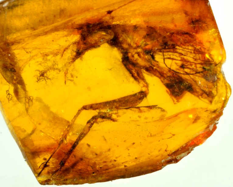 how to identify real amber how to identify real amber