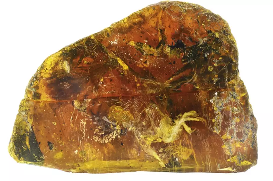 how to identify real amber how to identify real amber